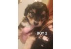 Boy Chi-Poos for sale