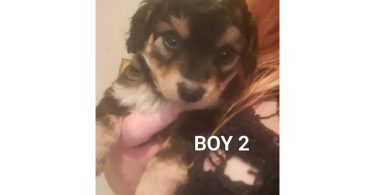 Boy Chi-Poos for sale