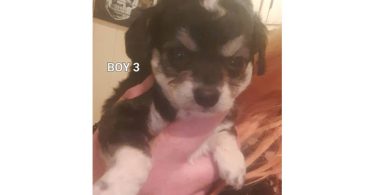Boy Chi-Poos for sale