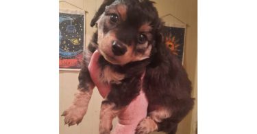 Boy Chi-Poos for sale