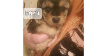 Boy Chi-Poos for sale