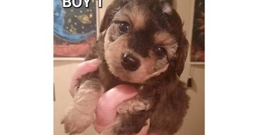 Boy Chi-Poos for sale