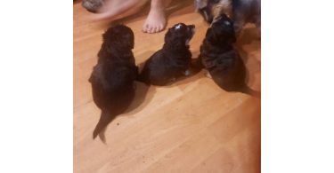 Boy Chi-Poos for sale