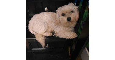Boy Chi-Poos for sale