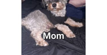 Boy Chi-Poos for sale