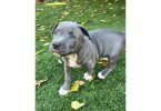 Fullblooded blue nose pit bull puppies for sale