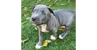 Fullblooded blue nose pit bull puppies for sale