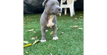 Fullblooded blue nose pit bull puppies for sale