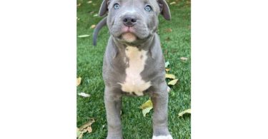 Fullblooded blue nose pit bull puppies for sale