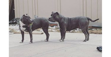 Fullblooded blue nose pit bull puppies for sale