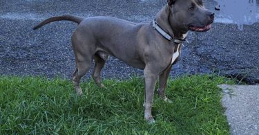 Fullblooded blue nose pit bull puppies for sale