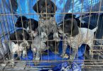 Beautiful German Shorthaired puppies