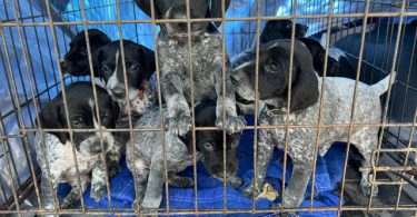 Beautiful German Shorthaired puppies