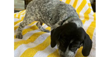 Beautiful German Shorthaired puppies