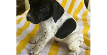 Beautiful German Shorthaired puppies