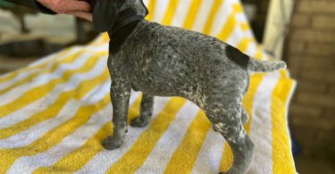 Beautiful German Shorthaired puppies