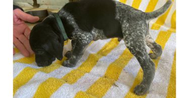 Beautiful German Shorthaired puppies