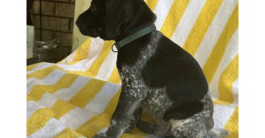 Beautiful German Shorthaired puppies