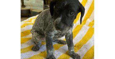Beautiful German Shorthaired puppies