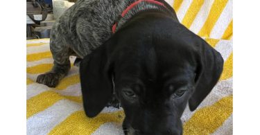 Beautiful German Shorthaired puppies