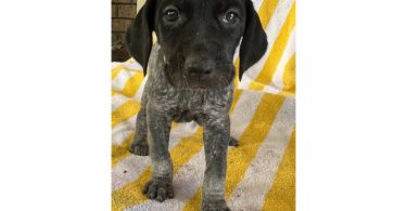 Beautiful German Shorthaired puppies