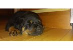 4 German Rottweiler puppies