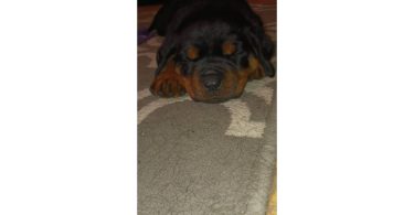 4 German Rottweiler puppies
