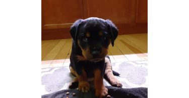 4 German Rottweiler puppies