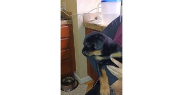 4 German Rottweiler puppies