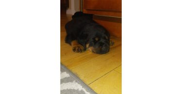 4 German Rottweiler puppies