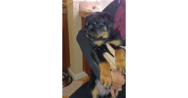 4 German Rottweiler puppies