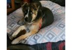 Husky Malamute Male Puppy