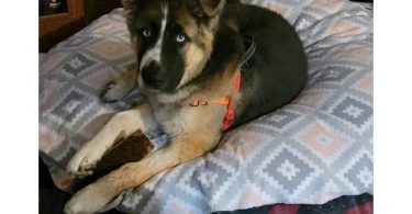 Husky Malamute Male Puppy