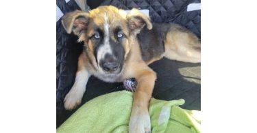 Husky Malamute Male Puppy