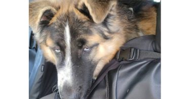 Husky Malamute Male Puppy
