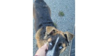 Husky Malamute Male Puppy