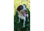 Smooth coat purebred Border Collie puppies
