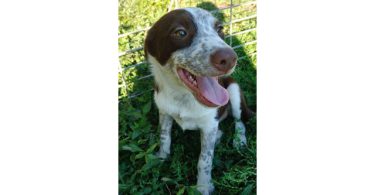 Smooth coat purebred Border Collie puppies