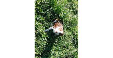 Smooth coat purebred Border Collie puppies