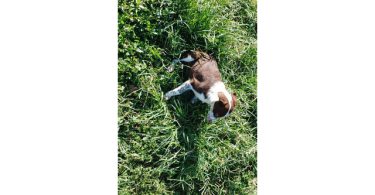 Smooth coat purebred Border Collie puppies