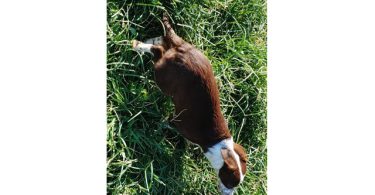 Smooth coat purebred Border Collie puppies