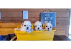3 cute Shichon puppies for sale
