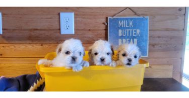 3 cute Shichon puppies for sale