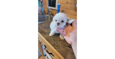 3 cute Shichon puppies for sale