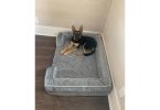 Adopt Izzy, a crate-trained and cuddly German Shepherd pup