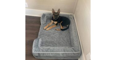 Adopt Izzy, a crate-trained and cuddly German Shepherd pup