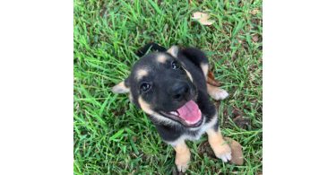 Adopt Izzy, a crate-trained and cuddly German Shepherd pup