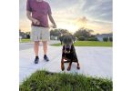 Looking for a Home for Freya, a Spayed Female Doberman