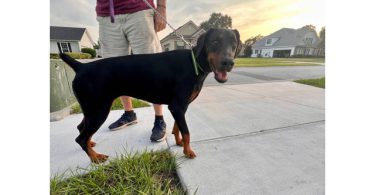 Looking for a Home for Freya, a Spayed Female Doberman