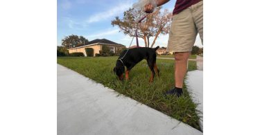 Looking for a Home for Freya, a Spayed Female Doberman